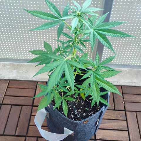 Budtina growlog timeline photo