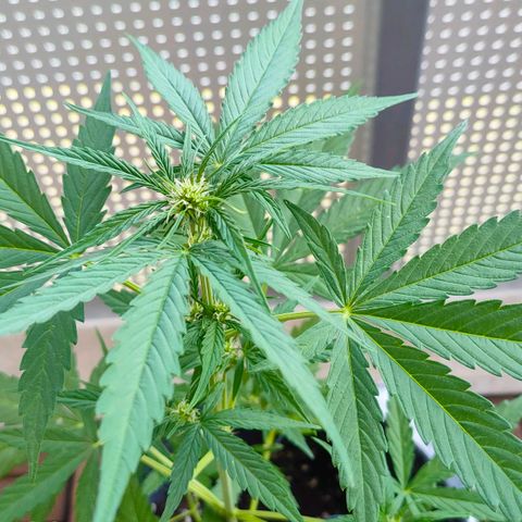 Budtina growlog timeline photo