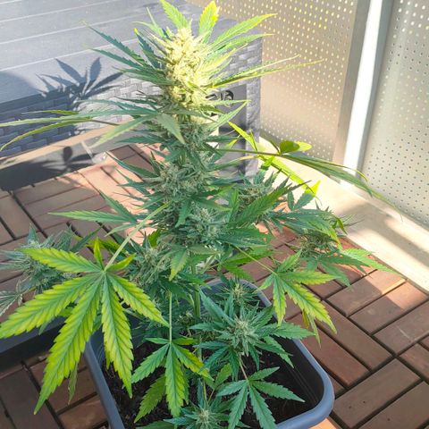 Highke growlog timeline photo