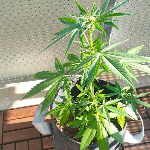 Budtina growlog timeline photo