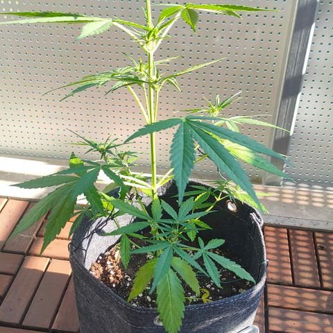 Budtina growlog timeline photo
