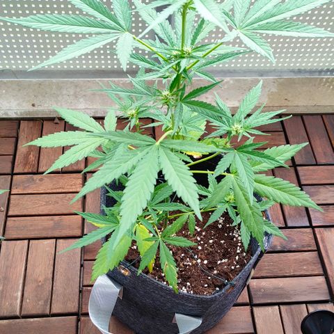 Budtina growlog timeline photo