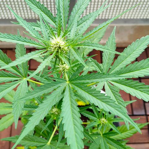 Budtina growlog timeline photo