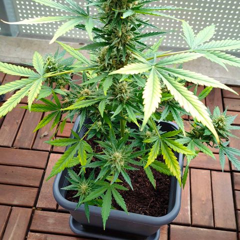 Highke growlog timeline photo
