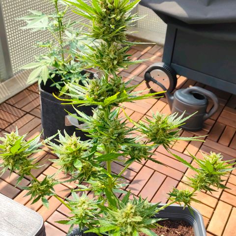 Highke growlog timeline photo