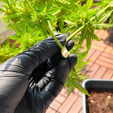 Highke growlog timeline photo