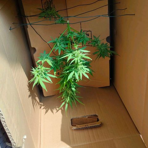 Highke growlog timeline photo