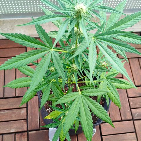 Budtina growlog timeline photo