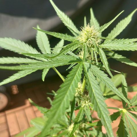 Budtina growlog timeline photo