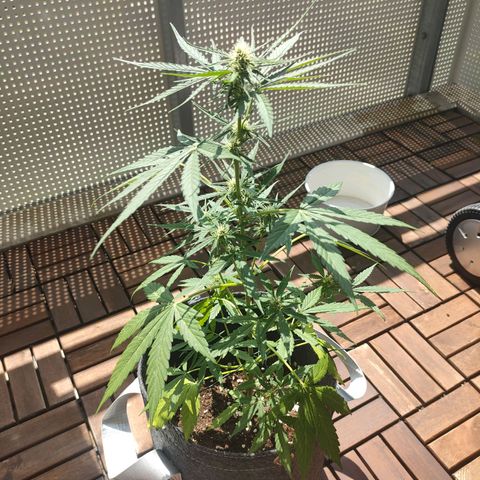 Budtina growlog timeline photo