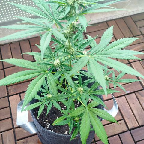 Budtina growlog timeline photo