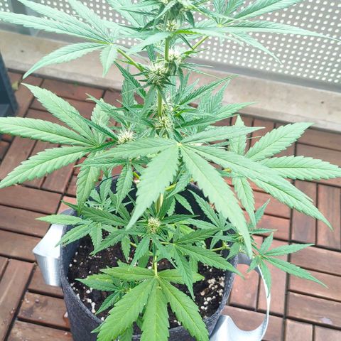 Budtina growlog timeline photo