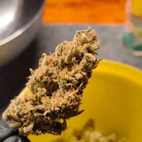 Highke growlog timeline photo