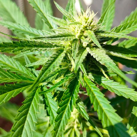 Budtina growlog timeline photo