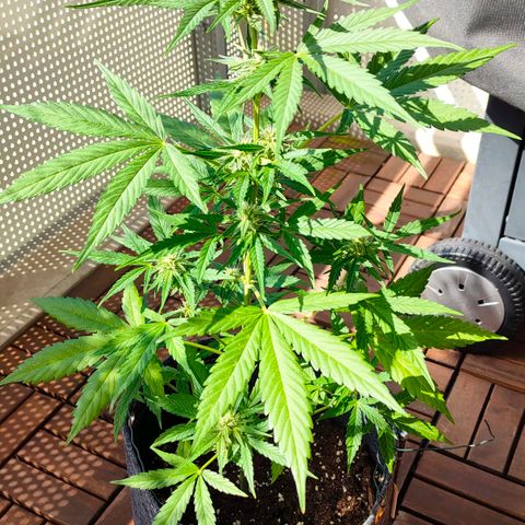 Budtina growlog timeline photo