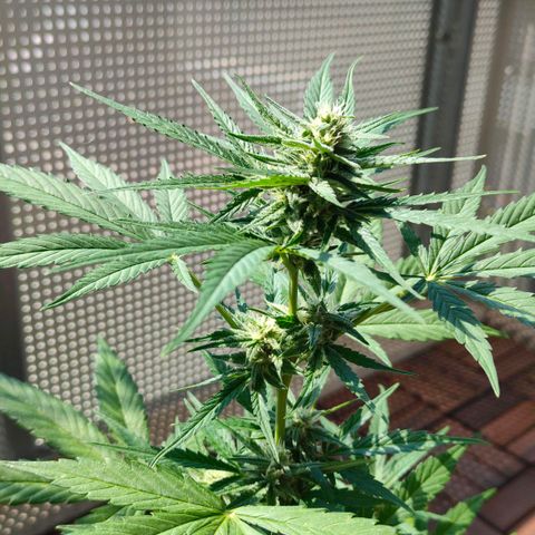 Budtina growlog timeline photo