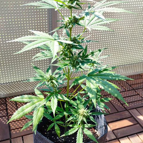 Budtina growlog timeline photo