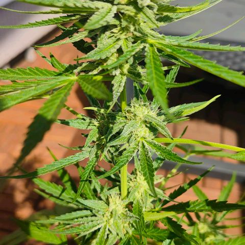 Budtina growlog timeline photo
