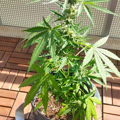Budtina growlog timeline photo