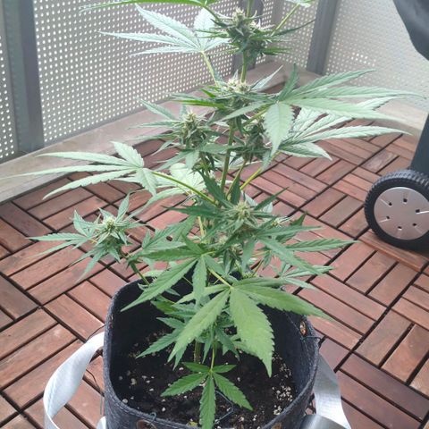 Budtina growlog timeline photo