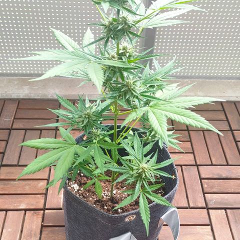 Budtina growlog timeline photo