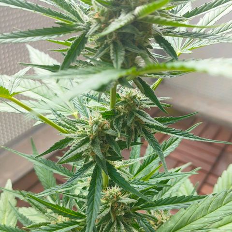 Budtina growlog timeline photo