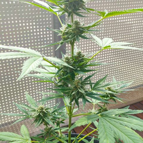 Budtina growlog timeline photo