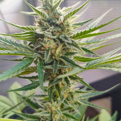 Budtina growlog timeline photo