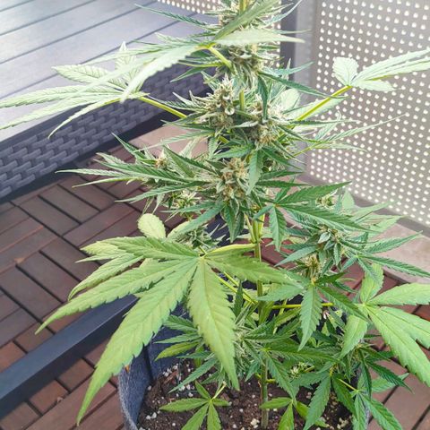 Budtina growlog timeline photo
