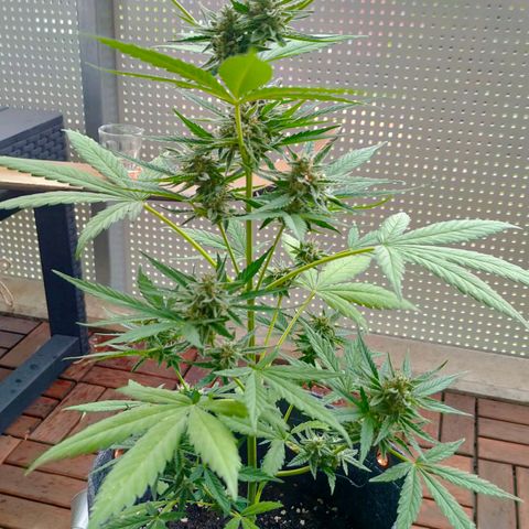 Budtina growlog timeline photo