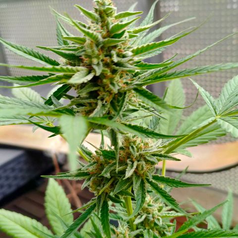 Budtina growlog timeline photo