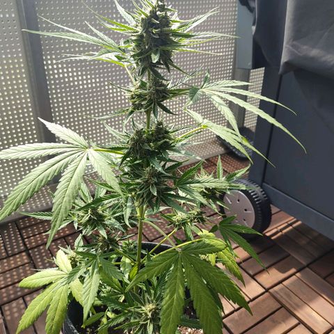 Budtina growlog timeline photo