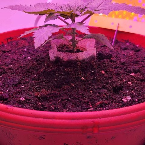 Banana Kush Cake 2025 growlog timeline photo