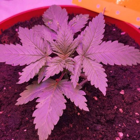 Banana Kush Cake 2025 growlog timeline photo