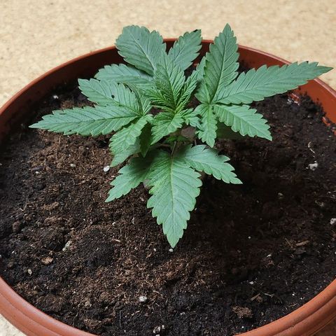 Banana Kush Cake 2025 growlog photo: Neuer Topf, weil 2 Wochen Urlab vorraus!