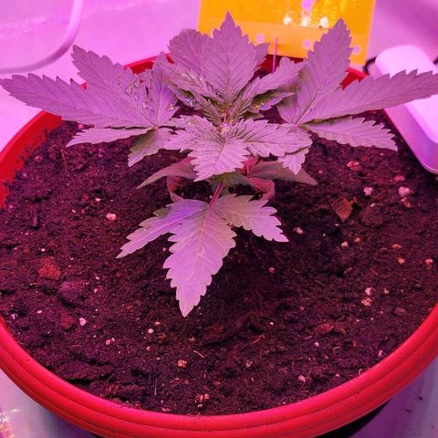 Banana Kush Cake 2025 growlog timeline photo