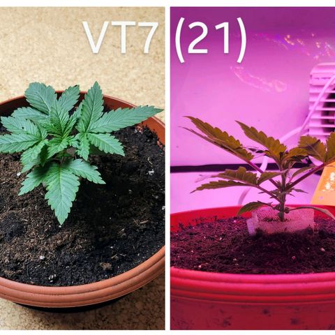 Banana Kush Cake 2025 growlog timeline photo