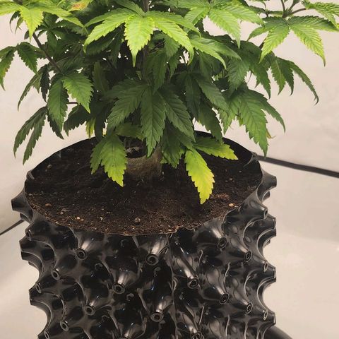 Banana Kush Cake 2025 growlog photo: Erholung vom Ca-Mangel