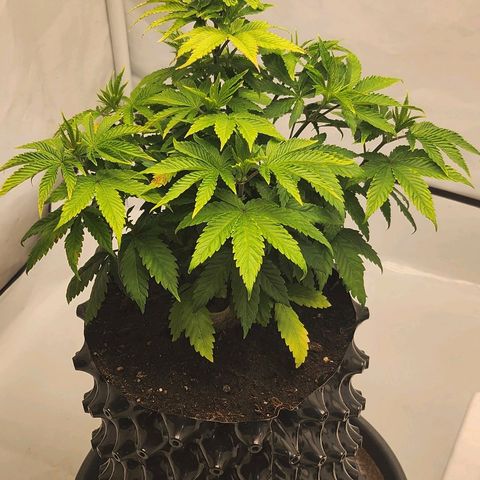 Banana Kush Cake 2025 growlog photo: Erholung vom Ca-Mangel