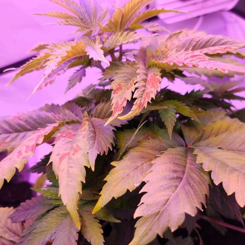 Banana Kush Cake 2025 growlog photo: Ca Mangel durch Osmosewasser