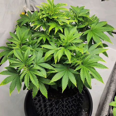 Banana Kush Cake 2025 growlog timeline photo