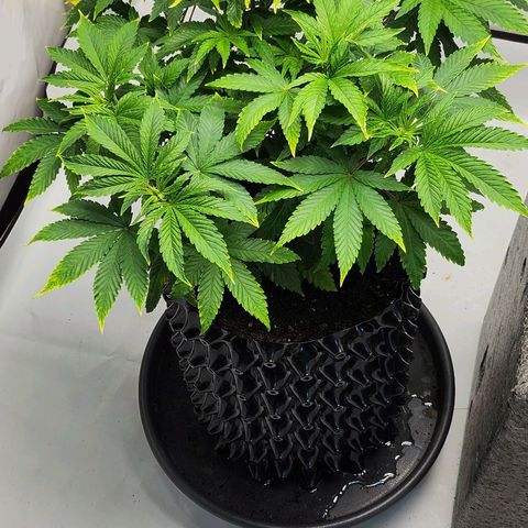 Banana Kush Cake 2025 growlog timeline photo