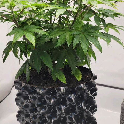 Banana Kush Cake 2025 growlog timeline photo