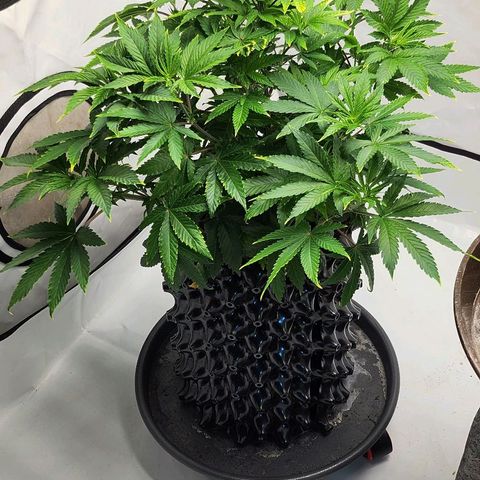 Banana Kush Cake 2025 growlog timeline photo