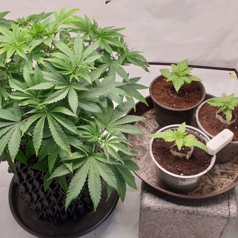 Banana Kush Cake 2025 growlog timeline photo
