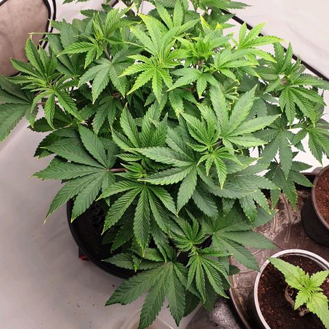 Banana Kush Cake 2025 growlog timeline photo