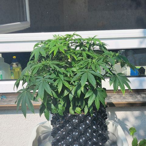 Banana Kush Cake 2025 growlog photo: Fußbad im Freien, nachts noch einstellig
