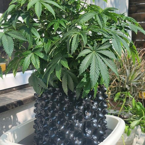 Banana Kush Cake 2025 growlog photo: Fußbad im Freien, nachts noch einstellig