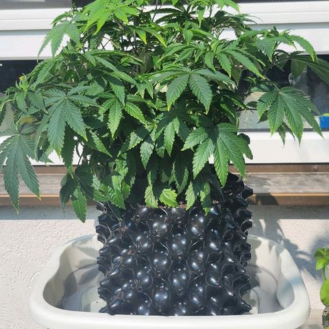 Banana Kush Cake 2025 growlog photo: Fußbad im Freien, nachts noch einstellig