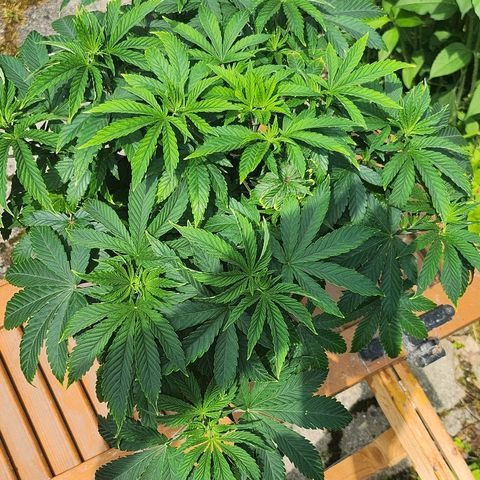 Banana Kush Cake 2025 growlog timeline photo